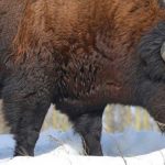 bison