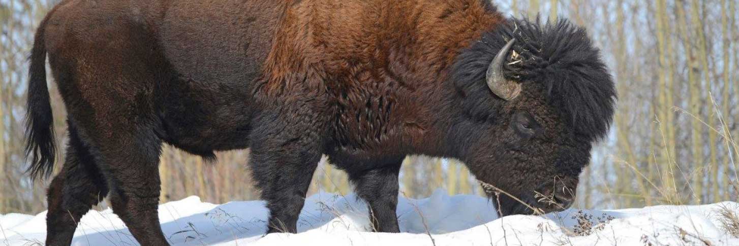 Bison