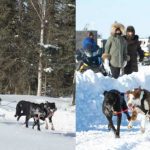 dog-sled-racing