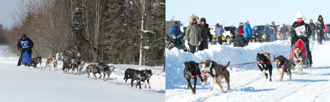 Dog Sled Racing